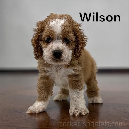 puppy, for, sale, Cocker Spaniel, Joe & Cherri  Overlease, dog, breeder, Miller, MO, dog-breeder, puppy-for-sale, forsale, nearby, find, puppyfind, locator, puppylocator, aca